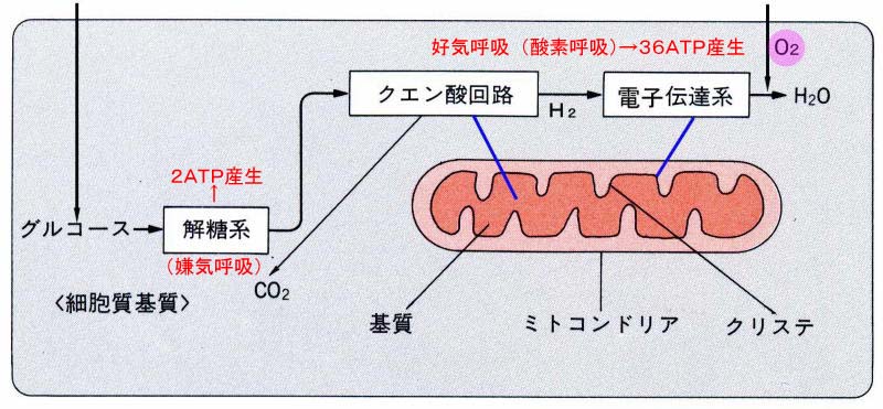 好気性呼吸と嫌気性呼吸の図