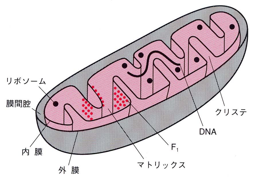 好気性呼吸と嫌気性呼吸の図