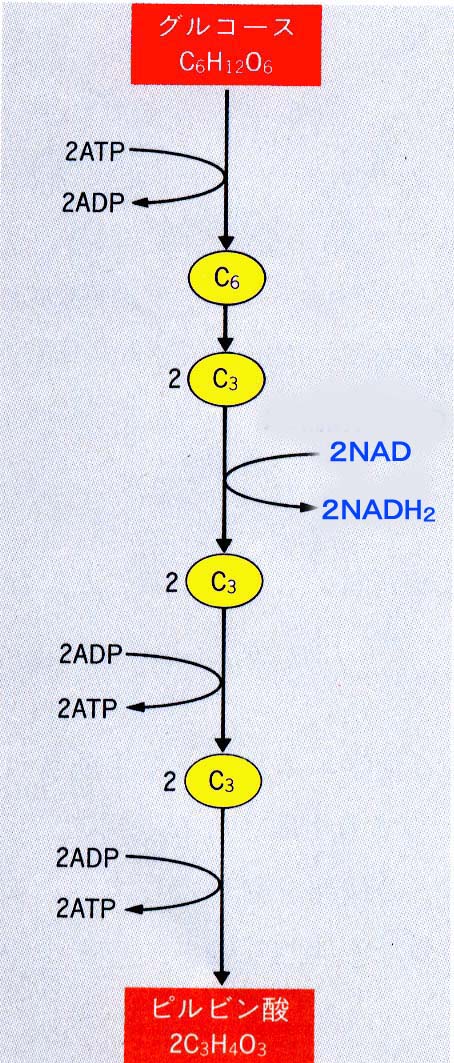 好気呼吸の過程①・・・解糖系