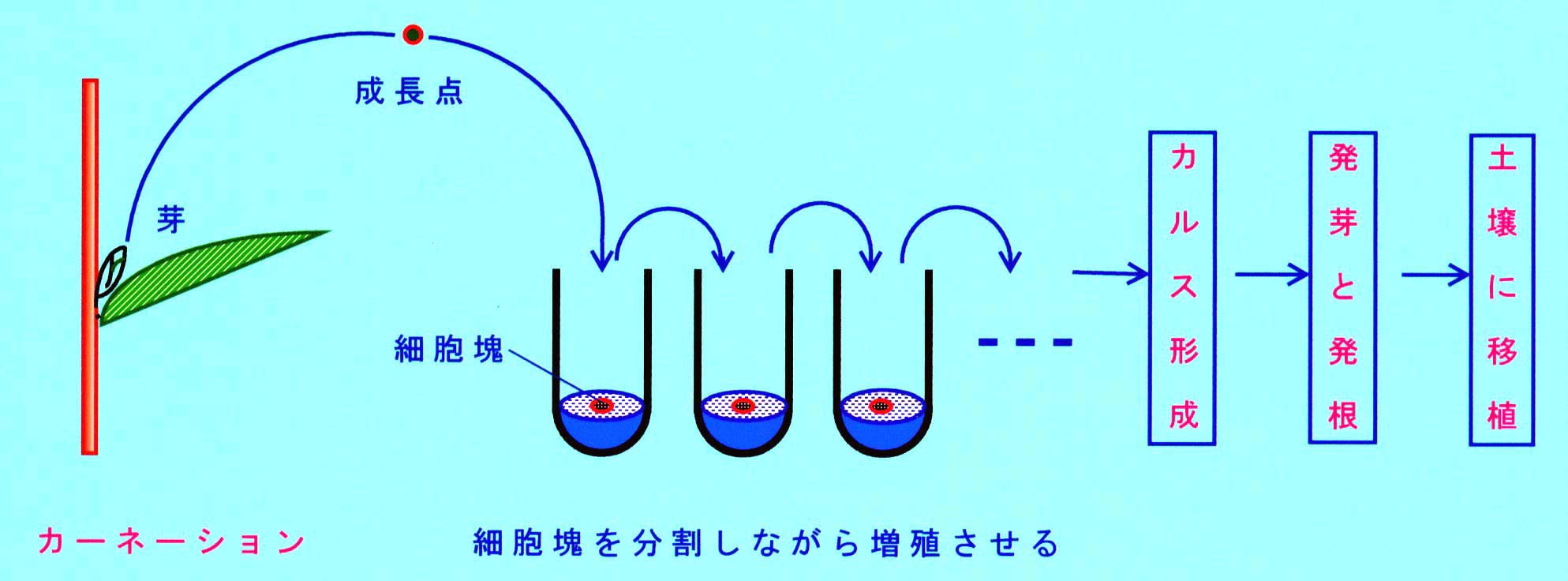 植 物 の 例 家畜と同様 作物の場合も受粉によって種子を作ればその子は雑種にな る 切り花の栽培一つとっても 種子で殖やすと花の色が混ざってしまう 欠点がある 多くの野菜と果物についても同じことが言える 品質を管理 して商品価値を高めるため